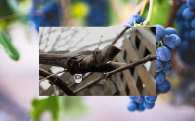 What is Grapevine SAP?